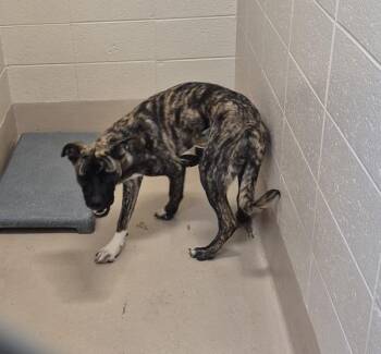Pit Bull Terrier Dogs Available for Adoption in Lawrenceville, Georgia - Ic-6 | PetCurious