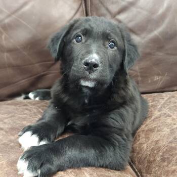 Mixed Breed Dogs Available for Adoption in Marshfield, Wisconsin - Storm | PetCurious