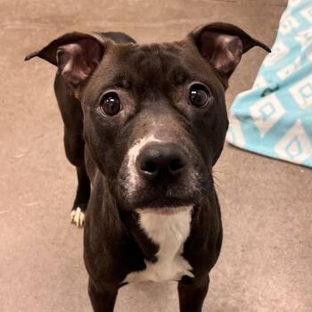 Marmalade -  Pit Bull Terrier Dog for Adoption in Chattanooga, Tennessee - Marmalade | PetCurious