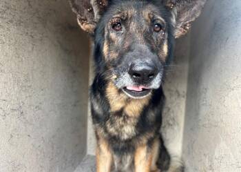 EVEREST -  German Shepherd Dog Dog for Adoption in Rowlett, Texas - EVEREST | PetCurious