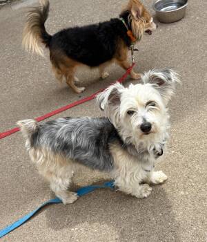Yorkshire Terrier Dogs Available for Adoption in Hillside, Illinois - Mulberry CA | PetCurious