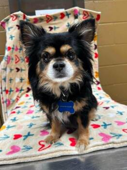 Tippy and Jasper (Bonded) -  Chihuahua Dog for Adoption in North Berwick, Maine - Tippy And Jasper (Bonded) | PetCurious