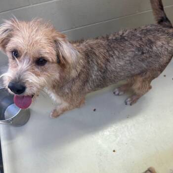 Rescue Terrier Dogs for Adoption in Clarksville, Virginia - Mossy | PetCurious