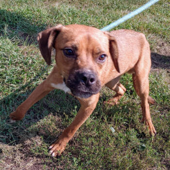 Rescue Boxer and Rottweiler Dogs for Adoption in Holton, Kansas - BIGS | PetCurious