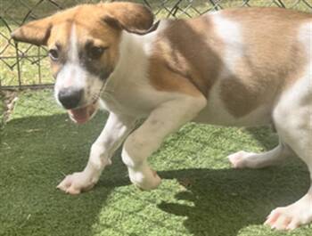 Rescue German Shepherd Dog and Mixed Breed Dogs for Adoption in Texas City, Texas - JERRY | PetCurious