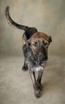 Wirehaired Terrier and Fox Terrier Dogs Available for Adoption in Hardeeville, South Carolina - Clementine | PetCurious