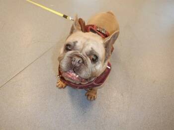 French Bulldog Dogs Available for Adoption in San Jose, California - MARCUS | PetCurious
