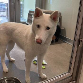 Cove -  Siberian Husky Dog for Adoption - Cove | PetCurious