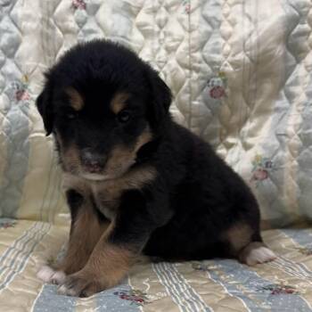 MARCY -  Shepherd Dog for Adoption in Pemberton Township, New Jersey - MARCY | PetCurious