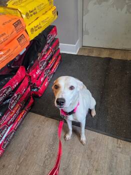 Rescue Husky and Mixed Breed Dogs for Adoption in Crandon, Wisconsin - Rayne | PetCurious