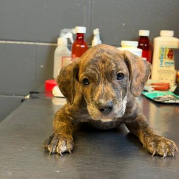 Target -  Pit Bull Terrier and Mixed Breed Dog for Adoption in Tuscaloosa, Alabama - Target | PetCurious