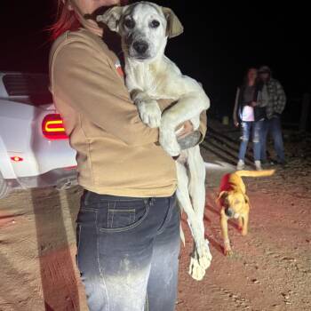 Mixed Breed Dogs Available for Adoption in Tonopah, Arizona - Aspen | PetCurious