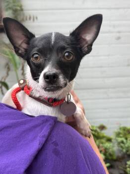 Harriet Kane -  Jack Russell Terrier and Chihuahua Dog for Adoption in Houston, Texas - Harriet Kane | PetCurious
