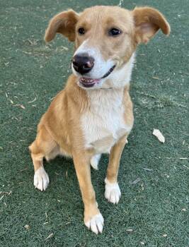 Carolina Dog Dogs Available for Adoption in Bell Gardens, California - TINA | PetCurious