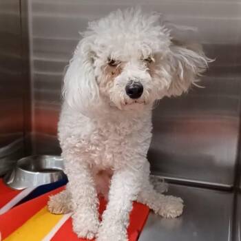 Jeremy -  Poodle and Maltese Dog for Adoption in Oak Park, Illinois - Jeremy | PetCurious