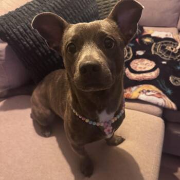Isha -  Dachshund and Pit Bull Terrier Dog for Adoption in Whittier, California - Isha | PetCurious
