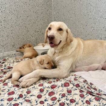 Goldie -  Yellow Labrador Retriever Dog for Adoption in Freeport, Florida - Goldie | PetCurious