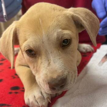 English Bulldog and Labrador Retriever Dogs Available for Adoption in Birmingham, Alabama - Krystal | PetCurious