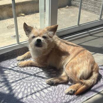 Bubble Tea -  Mixed Breed Dog for Adoption in Fredericksburg, Virginia - Bubble Tea | PetCurious