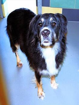 Rescue Australian Shepherd Dogs for Adoption in Las Vegas, Nevada - Shelly | PetCurious