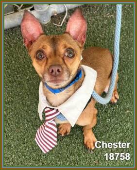 Chihuahua and Miniature Pinscher Dogs Available for Adoption in Marietta, Georgia - CHESTER | PetCurious