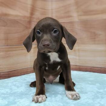 Labrador Retriever and Hound Dogs Available for Adoption in Griswold, Connecticut - Echo | PetCurious