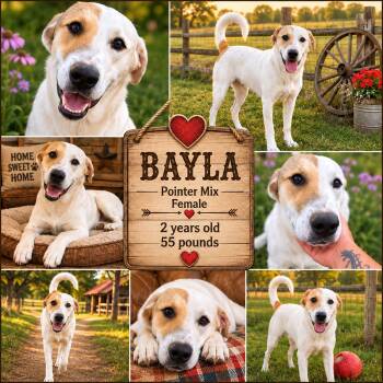 Bayla -  English Pointer and Anatolian Shepherd Dog for Adoption in Jackson, Tennessee - Bayla | PetCurious