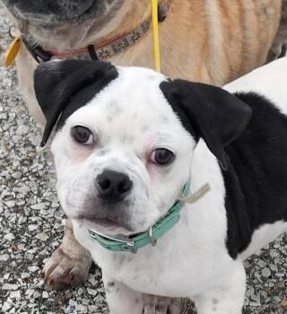 Ernie -  Pug and Terrier Dog for Adoption in Johnston, Iowa - Ernie | PetCurious