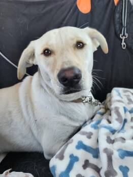 Rescue Labrador Retriever Dogs for Adoption in Killeen, Texas - Rowdy | PetCurious