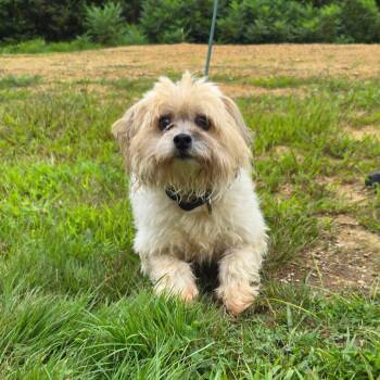 CT Peter -  Shih Tzu and Mixed Breed Dog for Adoption in Eastford, Connecticut - CT Peter | PetCurious