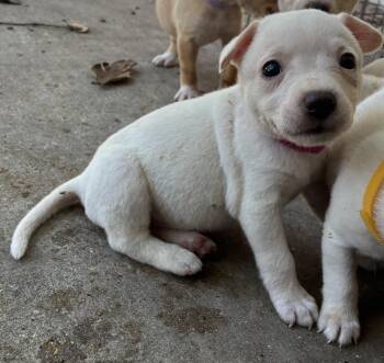 Kira -  Chihuahua and Jack Russell Terrier Dog for Adoption in Mobile, Alabama - Kira | PetCurious