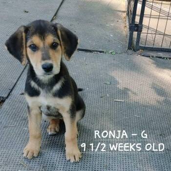 Hound and German Shepherd Dog Dogs Available for Adoption in Hinton, West Virginia - Ronja (10wo, 12lbs) | PetCurious