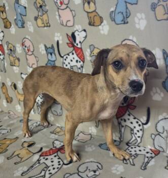 Rescue Chihuahua Dogs for Adoption in Dallas, Georgia - Skittles | PetCurious