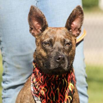Cat Woman -  Terrier Dog Available for Adoption in Columbia, South Carolina - Cat Woman | PetCurious