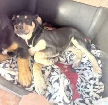 Catahoula Leopard Dog Dogs Available for Adoption - Siwi | PetCurious