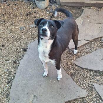 Mixed Breed Dogs Available for Adoption - Smitty | PetCurious