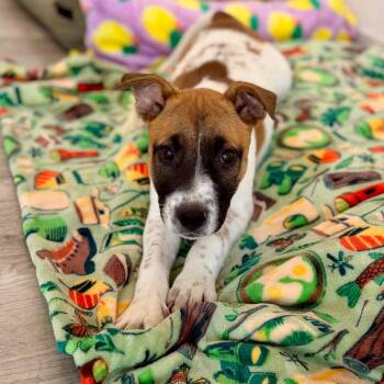 Black Mouth Cur and Mixed Breed Dogs Available for Adoption in Green Bay, Wisconsin - Petunia | PetCurious