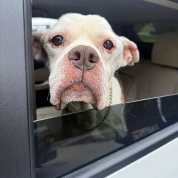 Rescue American Bulldog Dogs for Adoption in Foster, Rhode Island - Gregory | PetCurious