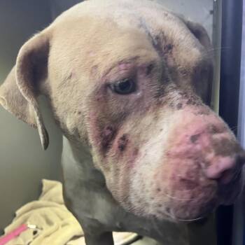 Arnold Palmer -  Pit Bull Terrier Dog for Adoption in Greensboro, North Carolina - Arnold Palmer | PetCurious