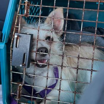 Fifi C-34379 -  Chihuahua Dog for Adoption in Oklahoma City, Oklahoma - Fifi C-34379 | PetCurious