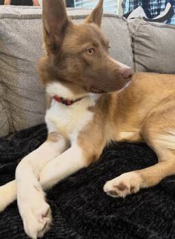 Marcus -  Husky Dog for Adoption in Denver, Colorado - Marcus | PetCurious