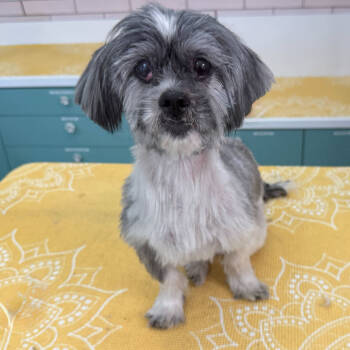 Rescue Shih Tzu Dogs for Adoption in San Francisco, California - Oso 13053 | PetCurious