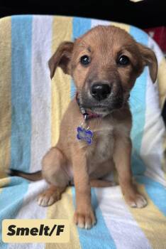 Shepherd and Great Pyrenees Dogs Available for Adoption in Hillside, Illinois - Smelt | PetCurious