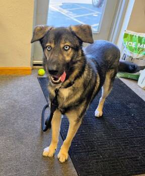 Blu the Husky/ Shepherd -  Husky and German Shepherd Dog Dog for Adoption in Muskego, Wisconsin - Blu The Husky/ Shepherd | PetCurious