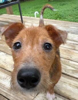 Spanky -  Jack Russell Terrier and Dachshund Dog for Adoption in Wake Forest, North Carolina - Spanky | PetCurious