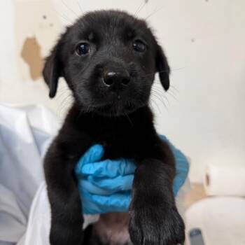 Chonk -  Shepherd Dog for Adoption in Edinburg, Texas - Chonk | PetCurious