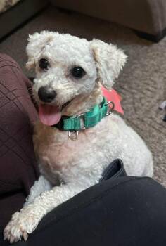 Ellie -  Bichon Frise Dog for Adoption in Union Grove, Wisconsin - Ellie | PetCurious