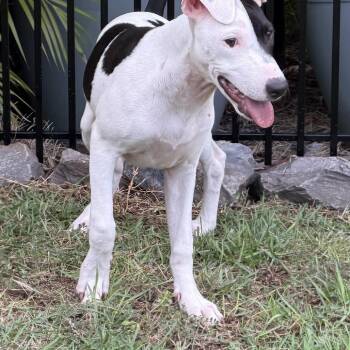 Greyhound and Catahoula Leopard Dog Dogs Available for Adoption in Volcano, Hawaii - Arrow (Valentine