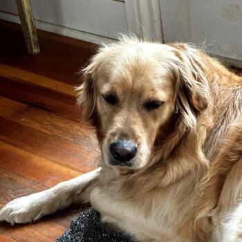 Josie -  Golden Retriever Dog for Adoption in Potomac, Maryland - Josie | PetCurious