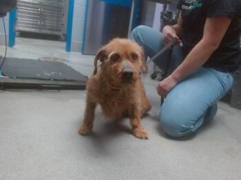 Welsh Terrier and Mixed Breed Dogs Available for Adoption - LOWRIDER | PetCurious